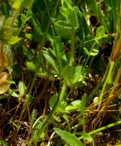 Lobelia neglecta leaves